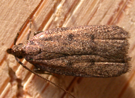 Glyphidocera septentrionella